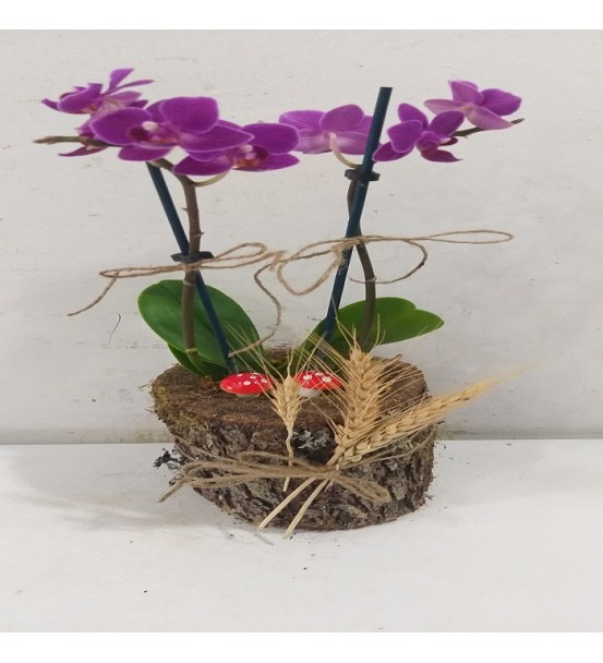 kütükte mini orkide 