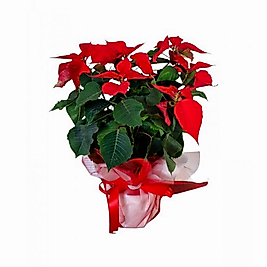 Atatürk Çiçeği (Ponsetya )