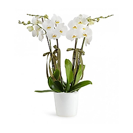 Büyük Boy Beyaz Orkide