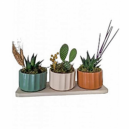 Minyatür Renkli Saksıda Kaktüs