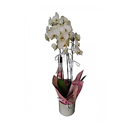 Seramik Vazoda Beyaz Orkide