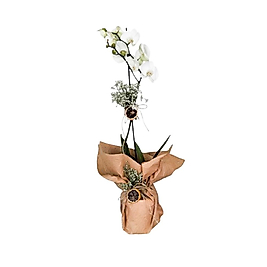 Vazoda Tek Dal Orkide