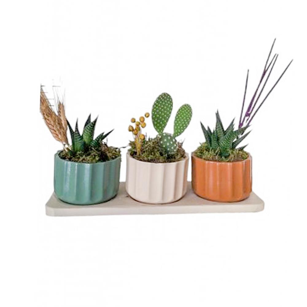 Minyatür Renkli Saksıda Kaktüs