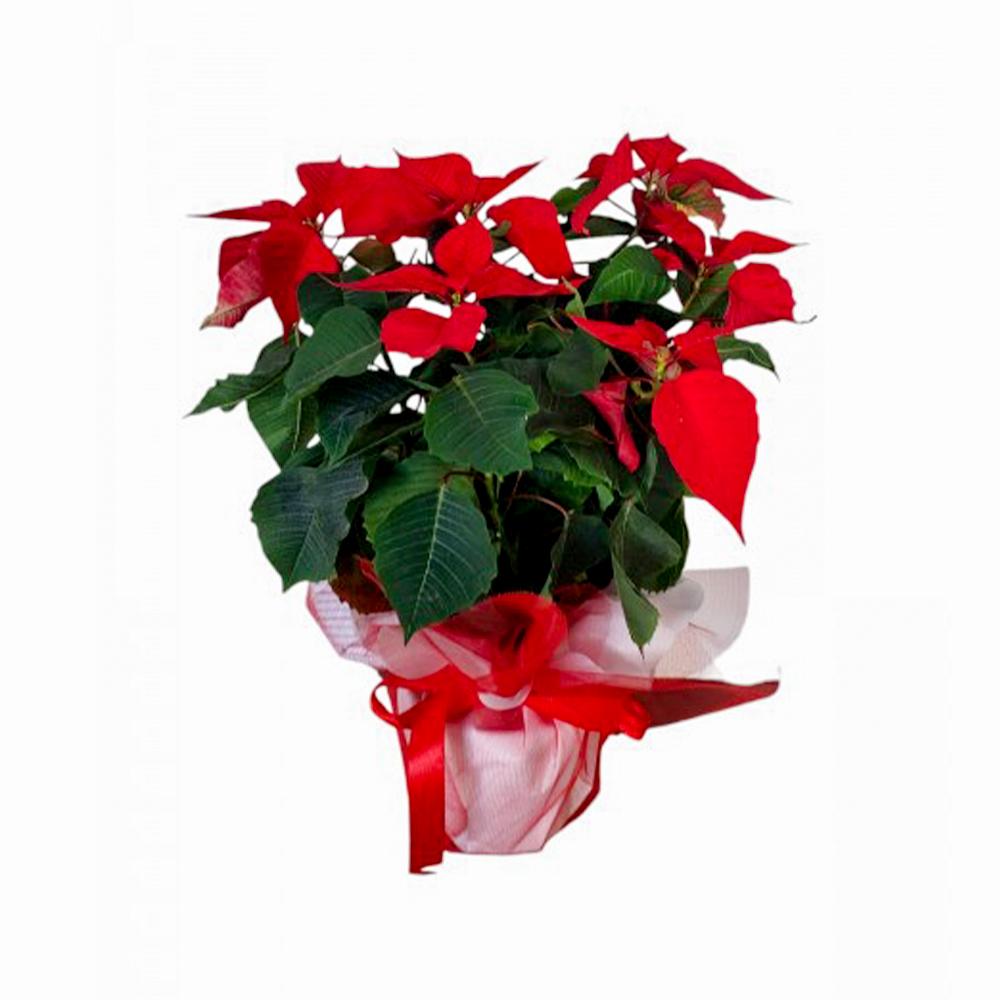 Atatürk Çiçeği (Ponsetya )