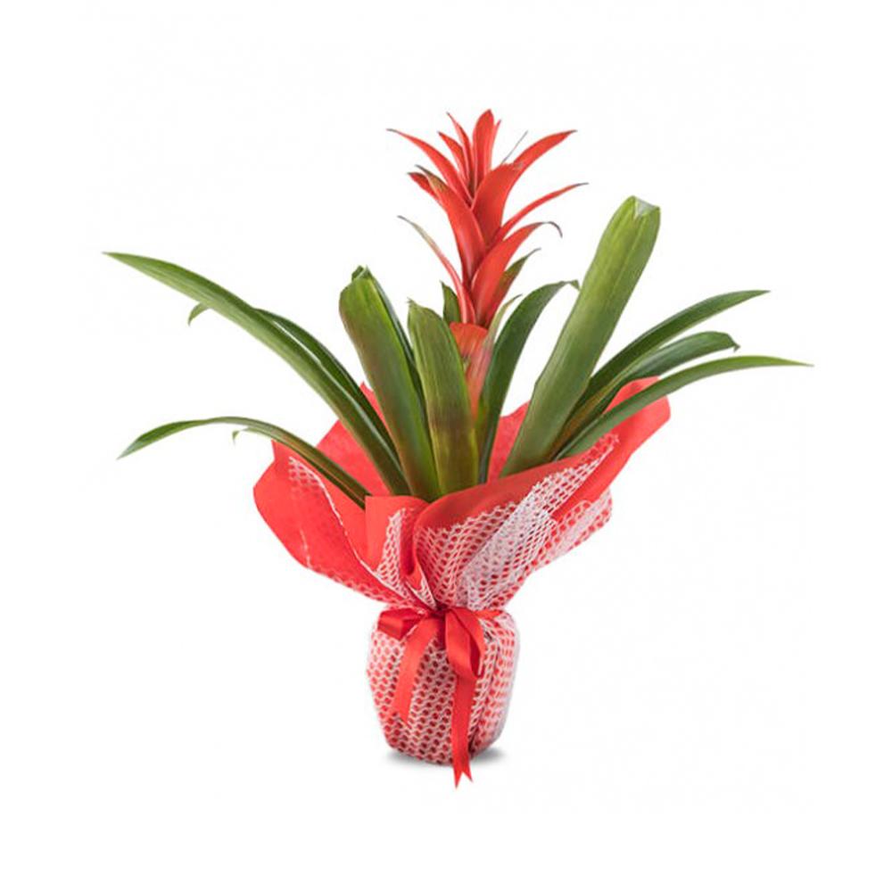 Guzman Saksı Çiçeği