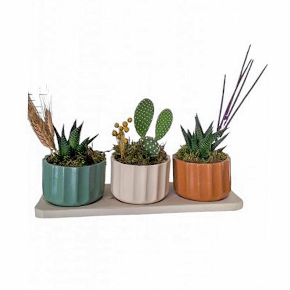 Minyatür Renkli Saksıda Kaktüs