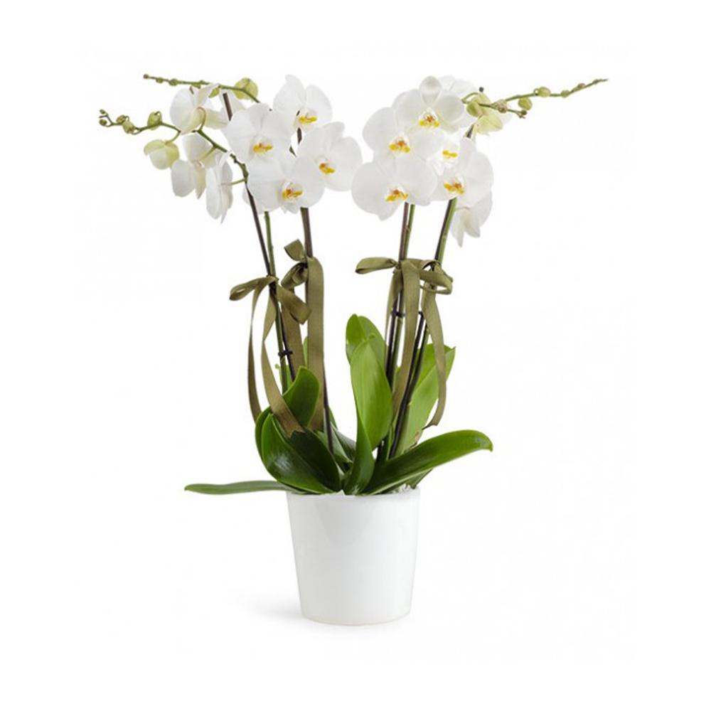 Büyük Boy Beyaz Orkide