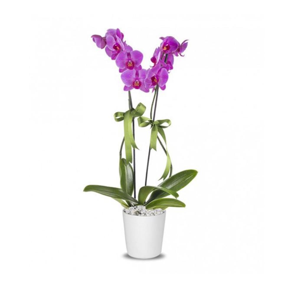 2 Dal Mor Orkide